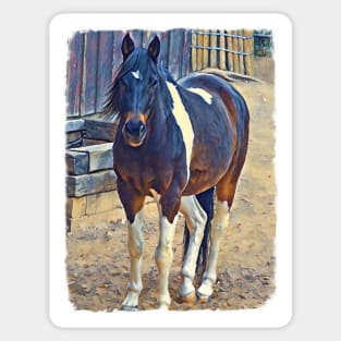 American Paint Horse Sticker